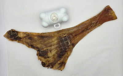 Ostrich Flat Tendon
