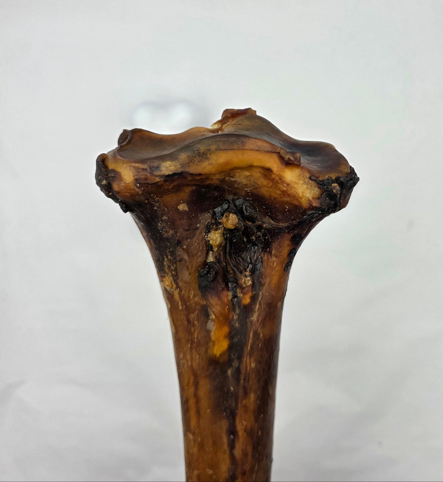 Ostrich Gnaw Bone