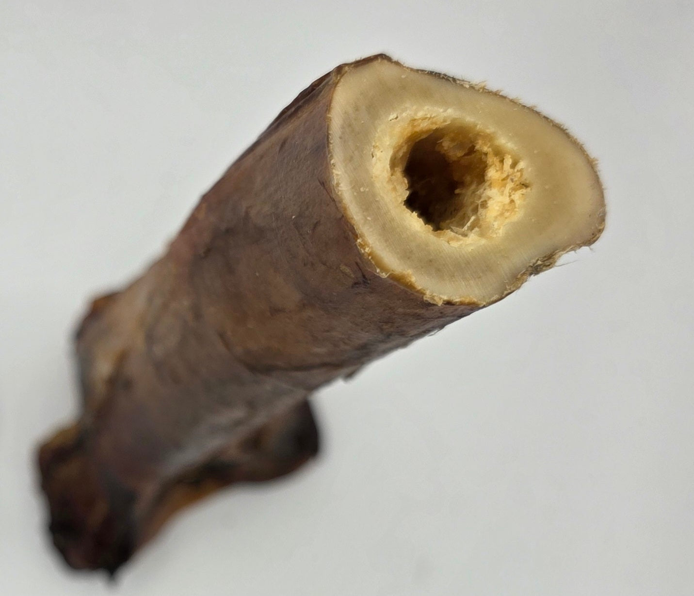 Ostrich Gnaw Bone