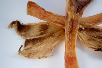 Ostrich Flat Tendon